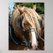 Prachtig Belgisch Poster (Voorkant)