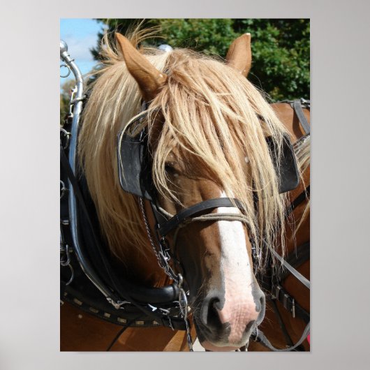 Prachtig Belgisch Poster (Voorkant)