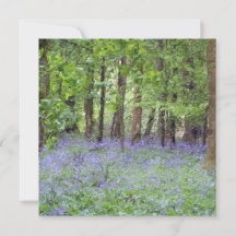 Prachtig Bluebell Wood
