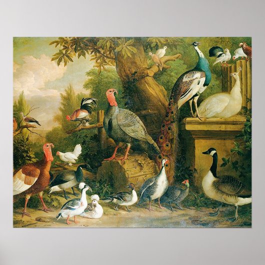 Prachtig Collectie vogels met  gevoel Poster (Voorkant)