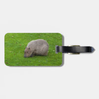 Prachtig dier Capybara