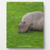 Prachtig dier Capybara Fotoplaat (Voorkant)