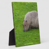 Prachtig dier Capybara Fotoplaat (Zijkant)