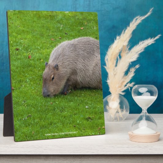 Prachtig dier Capybara Fotoplaat (Zijkant)
