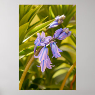 Prachtig Engels Poster/Afdruk Poster