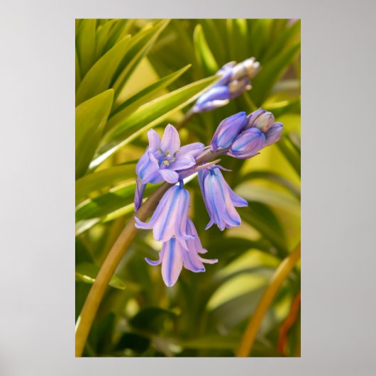 Prachtig Engels Poster/Afdruk Poster (Voorkant)