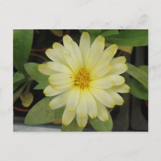 Prachtig geel goudsbloem Briefkaart (Voorkant)