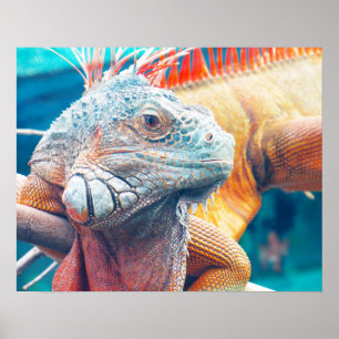 Prachtig kleurrijk Iguana Poster