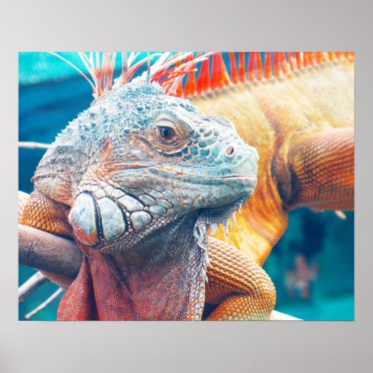 Prachtig kleurrijk Iguana Poster (Voorkant)