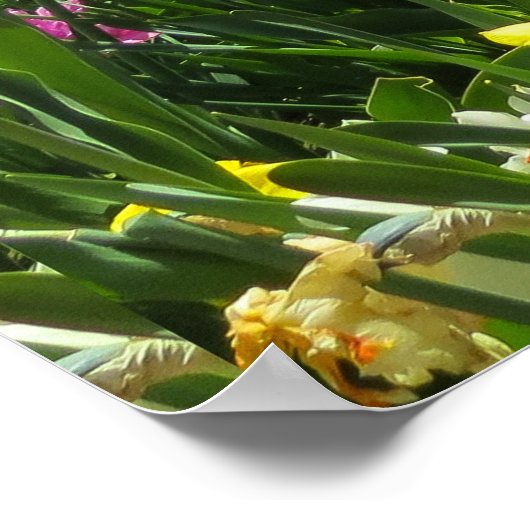 Prachtig kleurrijk Tulp-veld Poster (Hoek)
