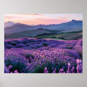 Prachtig lavendelveld bij zonsondergang poster