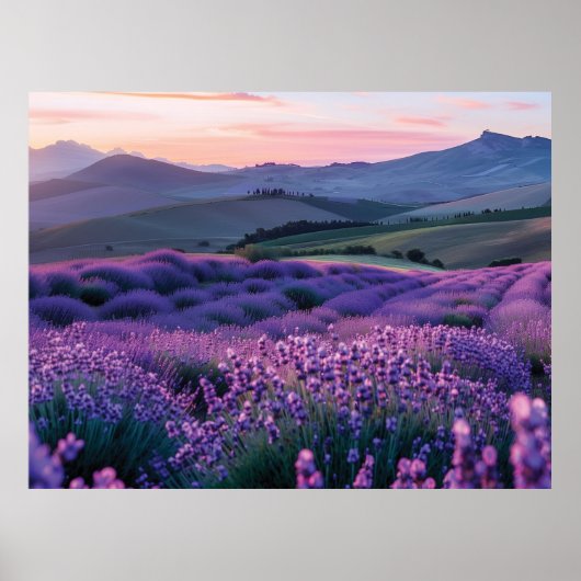 Prachtig lavendelveld bij zonsondergang poster (Voorkant)