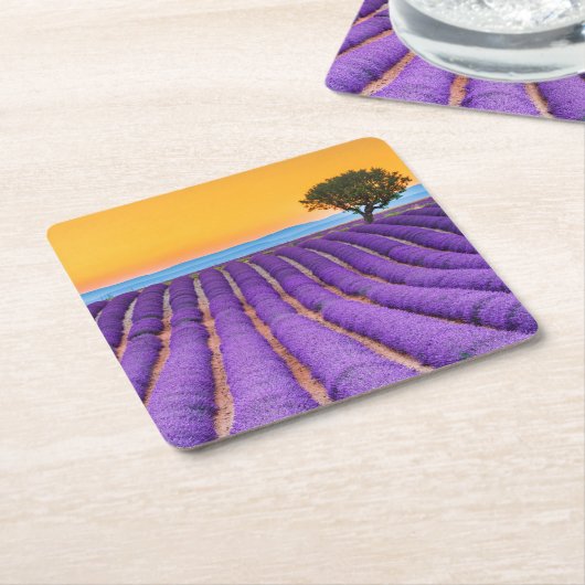 Prachtig lavendelveld in de Provence Kartonnen Onderzetters (Schuin)