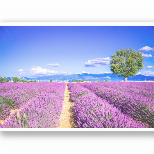 Prachtig lavendelveld in de Provence Sticker (Voorkant)