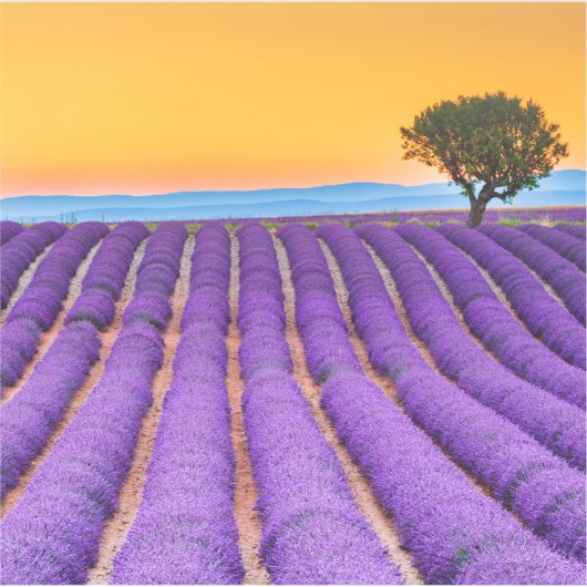 Prachtig lavendelveld in de Provence Sticker (Voorkant)