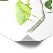 Prachtig Mantis Fine Art afdrukken Poster (Hoek)