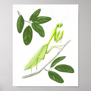 Prachtig Mantis Fine Art afdrukken Poster
