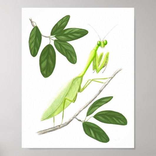 Prachtig Mantis Fine Art afdrukken Poster (Voorkant)