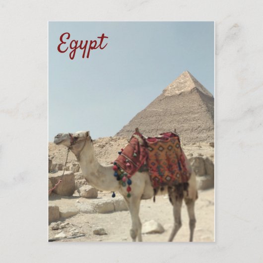 Prachtig oosterse, Pyramids Camel Egypt briefkaart (Voorkant)