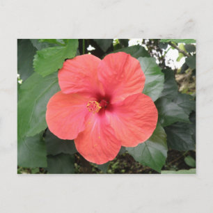 Prachtig Oranje Hibiscus Flower Briefkaart