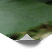 Prachtig Oranje Hibiscus Flower Poster (Hoek)