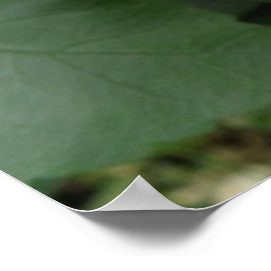 Prachtig Oranje Hibiscus Flower Poster (Hoek)