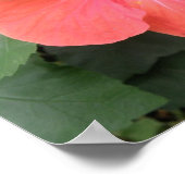 Prachtig Oranje Hibiscus Flower Poster (Hoek)