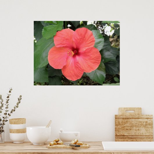 Prachtig Oranje Hibiscus Flower Poster (Keuken)