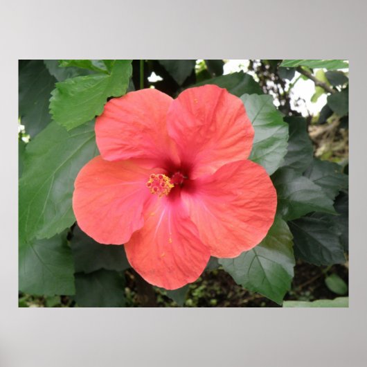 Prachtig Oranje Hibiscus Flower Poster (Voorkant)