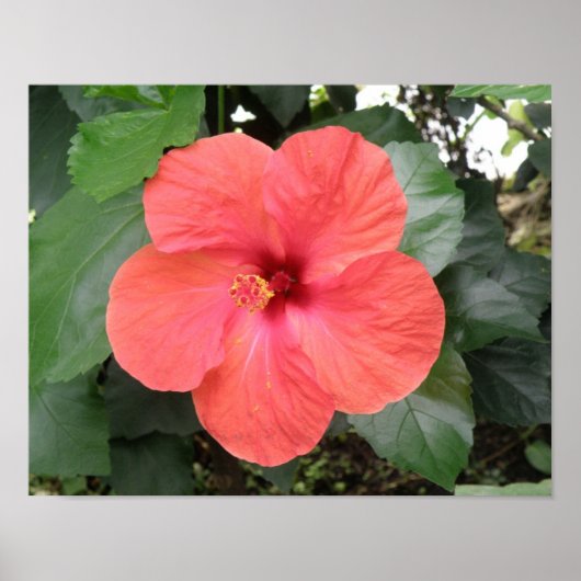 Prachtig Oranje Hibiscus Flower Poster (Voorkant)