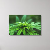 Prachtig Plant Canvas Afdruk (Voorkant)