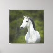 Prachtig portret van wit paard met groene achtergr canvas afdruk (Voorkant)