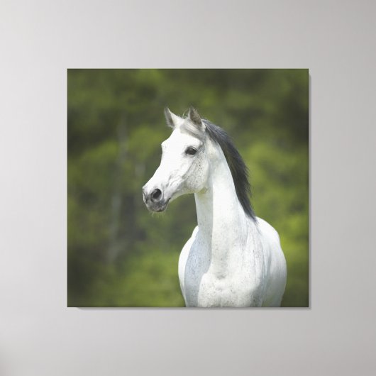Prachtig portret van wit paard met groene achtergr canvas afdruk (Voorkant)