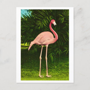 Prachtig roze flamingo briefkaart