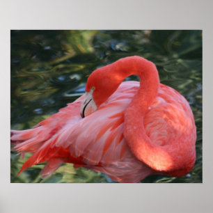 Prachtig Roze Poster Flamingo.