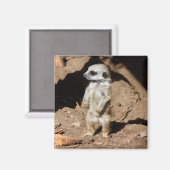 Prachtig schattig lief Afrikaans merkat dier Magneet (Voorkant / Achterkant)