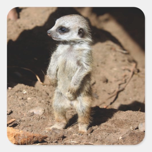 Prachtig schattig lief Afrikaans merkat dier Vierkante Sticker (Voorkant)