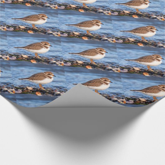 Prachtig Semipalmated Plover bij het strand Cadeaupapier (Hoek)