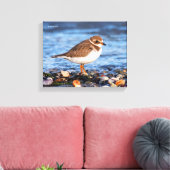 Prachtig Semipalmated Plover bij het strand Canvas Afdruk (Insitu (Woonkamer))