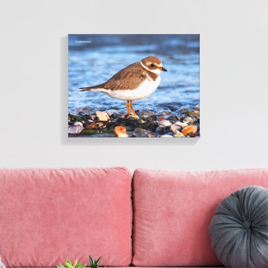 Prachtig Semipalmated Plover bij het strand Canvas Afdruk (Insitu (Woonkamer))
