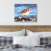Prachtig Semipalmated Plover bij het strand Canvas Afdruk (Insitu (Slaapkamer))