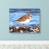 Prachtig Semipalmated Plover bij het strand Canvas Afdruk (Insitu (Houten vloer))