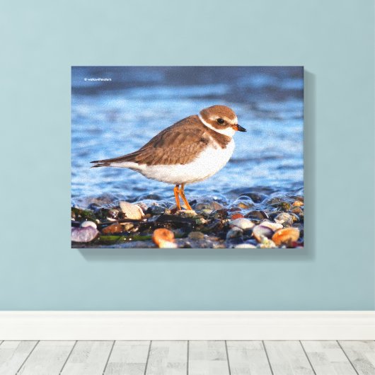 Prachtig Semipalmated Plover bij het strand Canvas Afdruk (Insitu (Houten vloer))