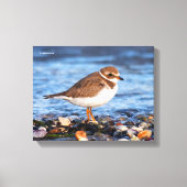 Prachtig Semipalmated Plover bij het strand Canvas Afdruk (Voorkant)