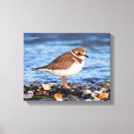 Prachtig Semipalmated Plover bij het strand Canvas Afdruk