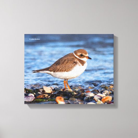 Prachtig Semipalmated Plover bij het strand Canvas Afdruk (Voorkant)