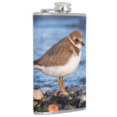 Prachtig Semipalmated Plover bij het strand Heupfles (Rechts)