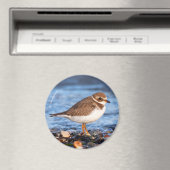 Prachtig Semipalmated Plover bij het strand Magneet (Insitu (Vaatwasser))