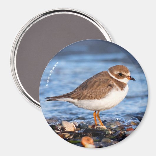 Prachtig Semipalmated Plover bij het strand Magneet (Voorkant / Achterkant)
