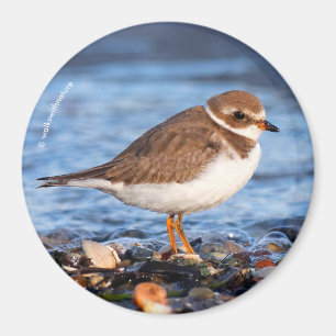 Prachtig Semipalmated Plover bij het strand Magneet